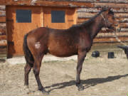 2013baygelding3.jpg